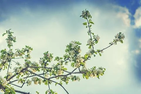Big branch of apple tree on background sky instagram stile Stock Photos