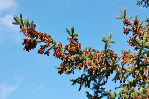 A big branch with cones, lots of cones on a Christmas tree Stock Photos