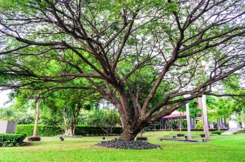 Big branch Stock Photos