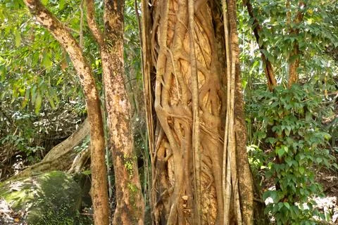 Big branch tree inside forest Stock Photos