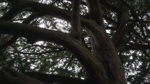 The big branch of the tree in the park Stock Footage 69878897