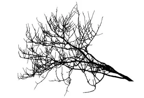 Big branch tree silhouette in winter. Vector illustration Stock Illustration