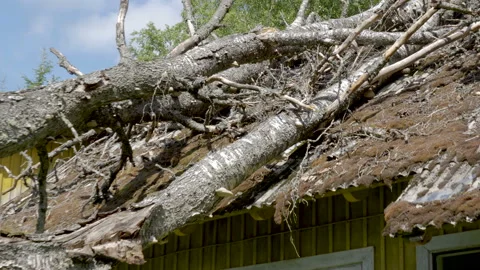 The big branches and the trunk of the tree on the roof Stock Footage 140555360
