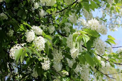 Big branches of bird cherry tree Stock Photos