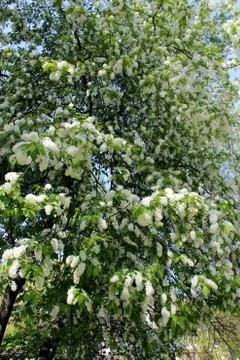 Big branches of bird cherry tree Stock Photos