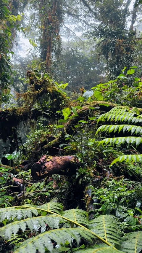 Big branches of the broken tree. Lush greenery of the tropical forest in Costa Stock Footage 333052503