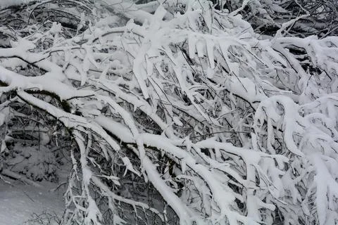 Big branches of a tree full of snow Stock Photos