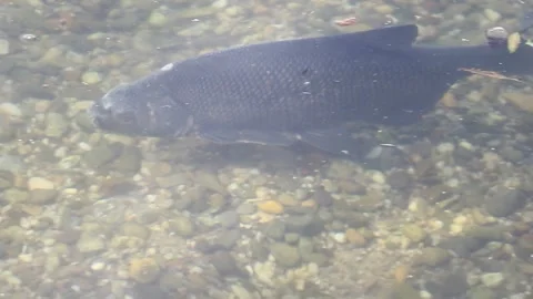 Big bream fish floating underwater mating season spring lake Regensburg Stock Footage 328640336