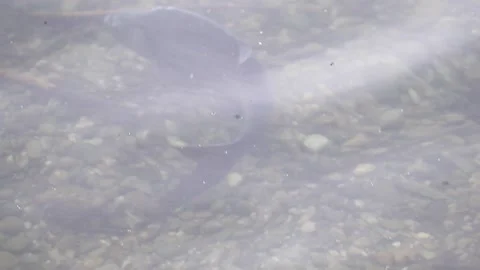 Big bream fish floating underwater mating season spring lake Regensburg Stock Footage 328640361