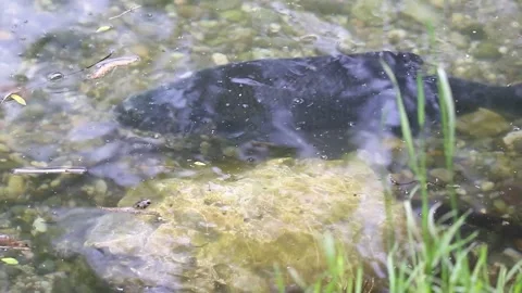 Big bream fish floating underwater mating season spring lake Regensburg Stock Footage 328640410