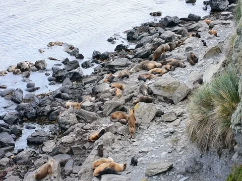 A big breeding colony of Patagonian sea lion with a lot of puppies during a sunn Stock Footage