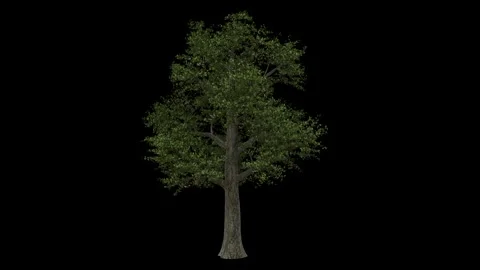 Big breezy forest oak tree fully isolated with alpha channel Stock Footage 255014949