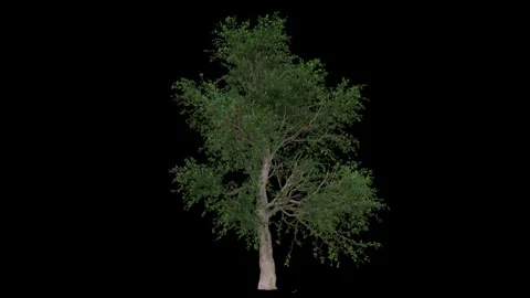 Big breezy forest tree with green leaves and light bark fully isolated with Stock Footage 255012141