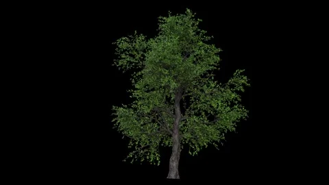 Big breezy forest tree with green leaves and dark bark fully isolated with a Stock Footage 255012161