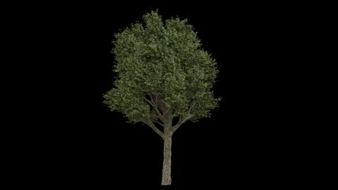 Big breezy forest tree with green spring leaves and light bark fully isolate Stock Footage 255012173