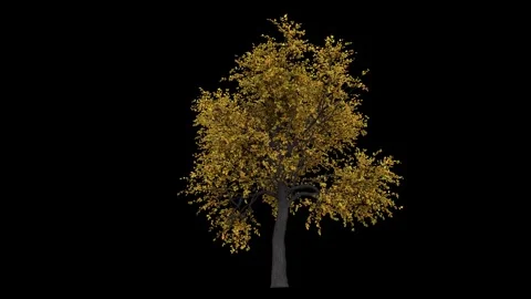 Big breezy forest tree with yellow leaves and dark bark fully isolated with Stock Footage 255012245