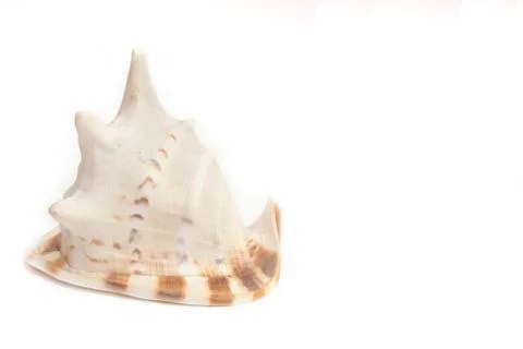 Big bright seashell on the white background Stock Photos