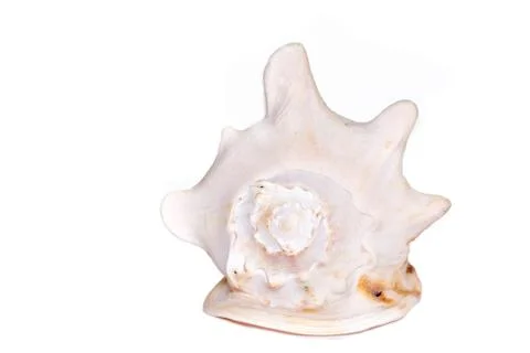 Big bright seashell on the white background Stock Photos
