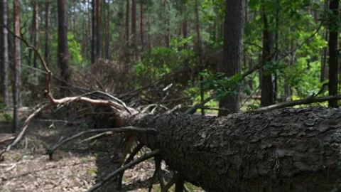 Big broken pine tree in the forest after the hurricane Stock Footage 336862419