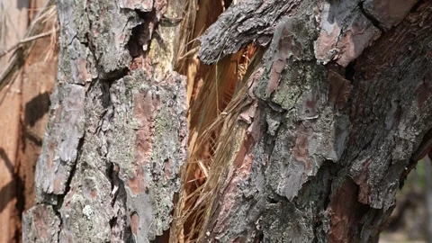 Big broken pine tree in the forest after the hurricane Stock Footage 336862425