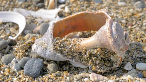 A big broken shell on the shore of the Pacific Ocean in Japan Stock Footage 127150966