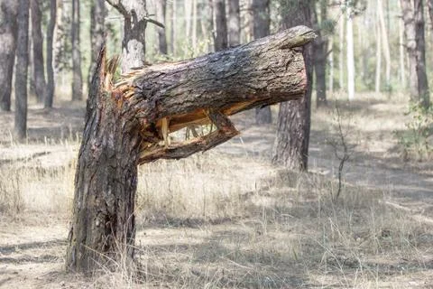 Big broken tree in forest.  Tree broken in shape of gun. Natures warning to sto Stock-Fotos