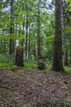 Big broken tree in mountain forest. A huge stump in a forest clearing. Felled Stock Photos