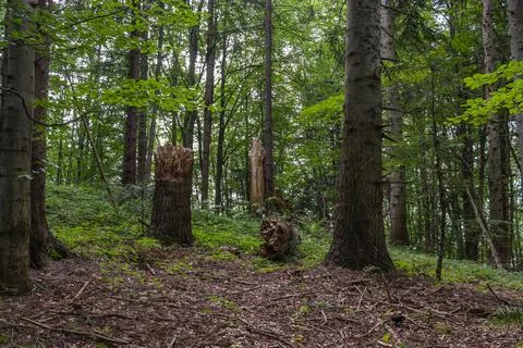 Big broken tree in mountain forest. A huge stump in a forest clearing. Felled Stock Photos
