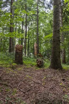 Big broken tree in mountain forest. A huge stump in a forest clearing. Felled Stock Photos