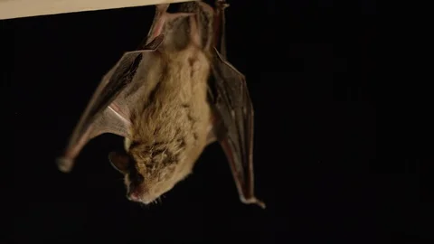 Big brown bat dangling upside down on black background Stock Footage 102061024