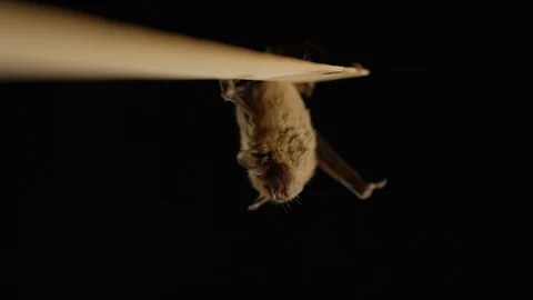 Big brown bat hanging upside down on black background Stock Footage 102061029