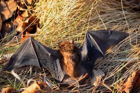 Big Brown Bat Stock Photos
