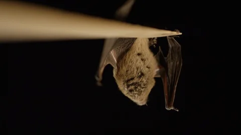Big brown bat slow motion upside down black background 스톡 동영상 102061140