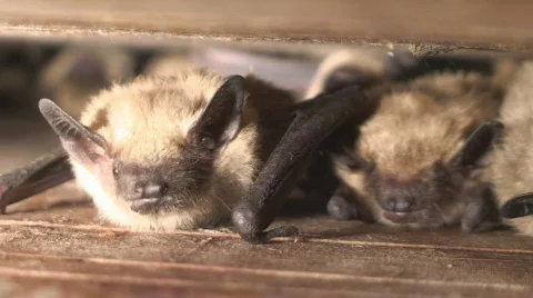 Big Brown Bats in Bathouse Stock Footage