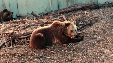 Big brown bear against stone wall in a zoo park surrounded by logs Stock Footage 210237044