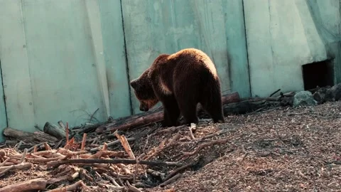 Big brown bear against stone wall in a zoo park surrounded by logs. Stock Footage 218118928