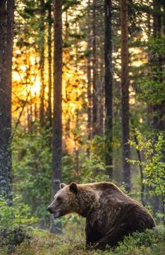 Big brown bear with backlit. Sunset forest in background. Stock Photos