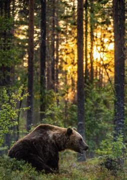 Big brown bear with backlit. Sunset forest in background. Stock Photos