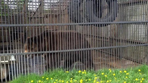 Big brown bear in captivity at the zoo Stock Footage 90493689