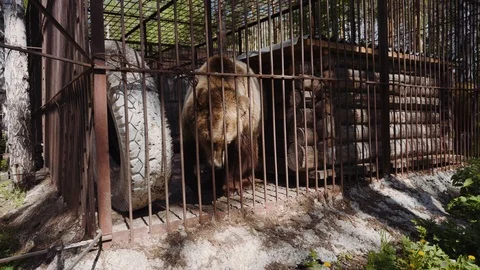 The big brown bear dances in his open-air cage Stock Footage 111570591