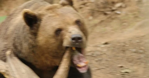 Big brown bear, dangerous animal in the forest. Vídeos de archivo 87208375