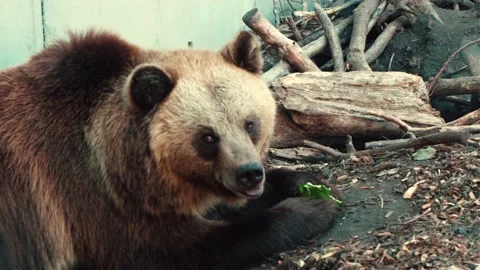 Big brown bear eating and having a rest against stone wall in a zoo Stock Footage 218119047