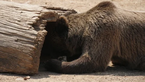 Big brown bear eating something keeping head under a tree on a pond bank Stock-Footage 117069392