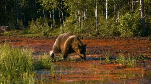 Big brown bear eats ands walks around a swamp - Eye contact to camera 4k Stock Footage 112956588