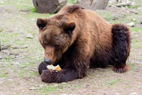 Big brown bear eats bread in a zoo. Animals Stock Photos