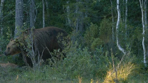Big brown bear eats carcass of a dead animal 4k Stock Footage 113044913