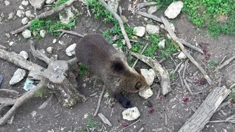 A big brown bear eats the remains of food Stock Footage 246886728