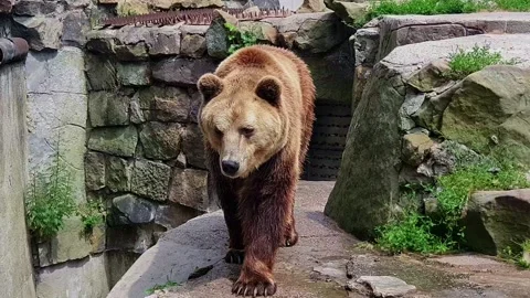 Big brown bear Stock Footage 155376768