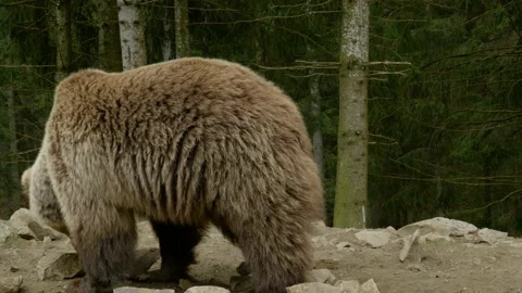 A big brown bear in the forest Stock Footage 154411320