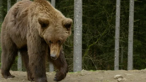 A big brown bear in the forest Stock Footage 154413346
